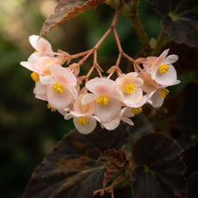 Chocolate Brown Begonia Flower Seeds for Garden Planting