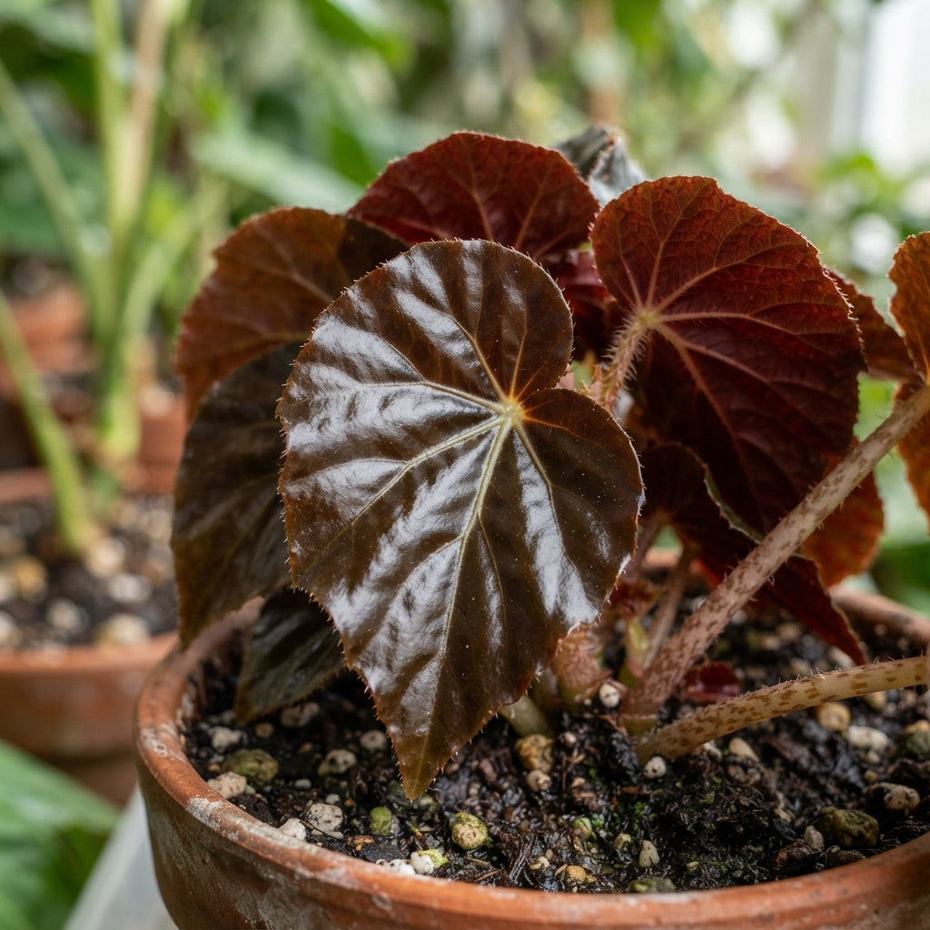 Chocolate Brown Begonia Flower Seeds for Garden Planting