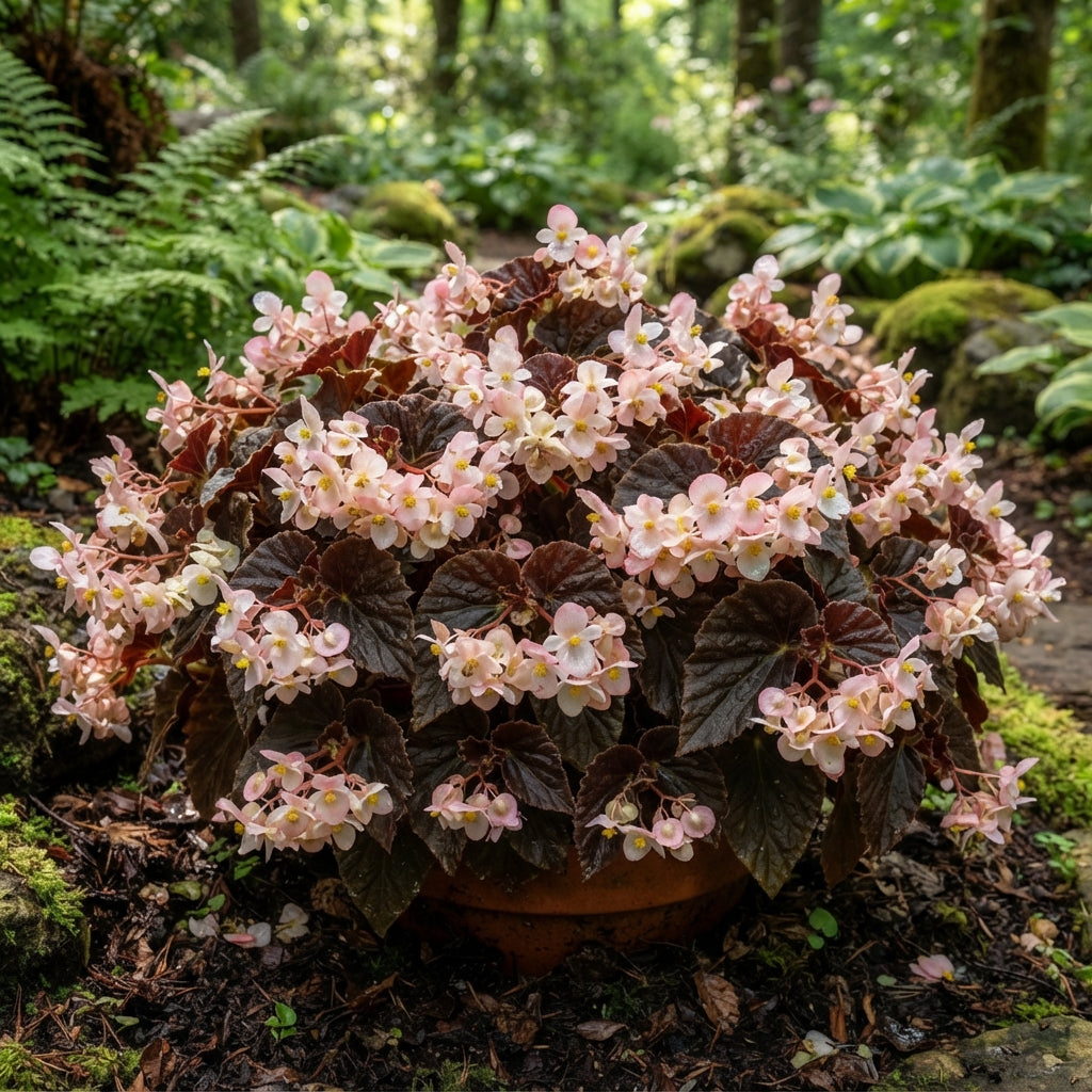 Chocolate Brown Begonia Flower Seeds for Garden Planting