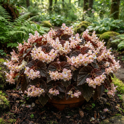 Chocolate Brown Begonia Flower Seeds for Garden Planting