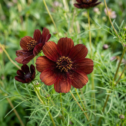 Chocolate Brown Cosmos Flower Seeds for Planting