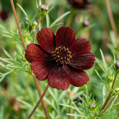 Chocolate Brown Cosmos Flower Seeds for Planting