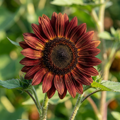 Chocolate Sunflower Seeds - Chocolate Sunflower Seeds for Garden