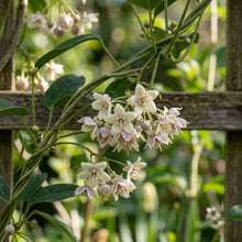 Holboellia coriacea Seeds for Planting