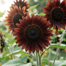 Chocolate Brown Sunflower Seeds For Planting