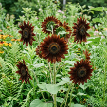 Chocolate Brown Sunflower Seeds For Planting