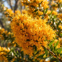 West Australian Christmas Tree Wildflower Seeds for Planting
