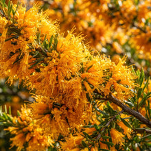 West Australian Christmas Tree Wildflower Seeds for Planting