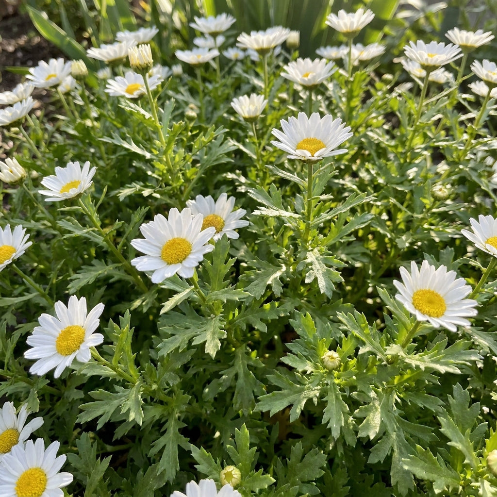 Chrysanthemum Paludosum Flower Seeds For Planting