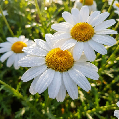 Chrysanthemum Paludosum Flower Seeds For Planting