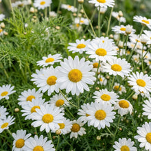 Chrysanthemum Snowland Flower Seeds For Planting