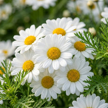 Chrysanthemum Snowland Flower Seeds For Planting
