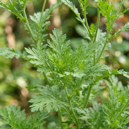 Garland Chrysanthemum Seeds for Planting