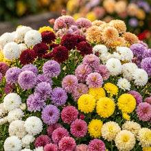 Mixed Color Snowball Chrysanthemum Seeds – Pompon Flower Garden Seeds