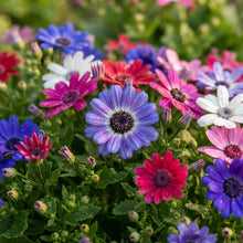 Cineraria Excelsior Seeds for Planting
