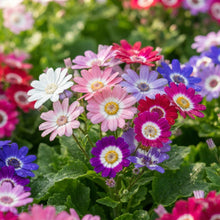 Cineraria Mixed Hybrid Flower Seeds for Planting