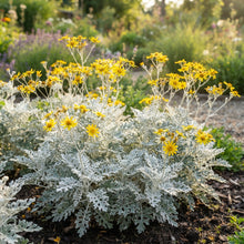 NM Cineraria Maritima Silver Dust Seeds for Garden Planting