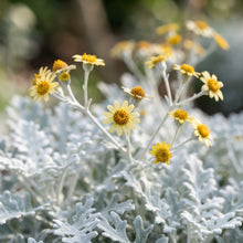 NM Cineraria Maritima Silver Dust Seeds for Garden Planting