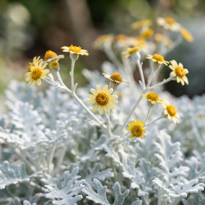 NM Cineraria Maritima Silver Dust Seeds for Garden Planting