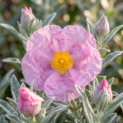 Cistus Albidus Pink Silk Flower Seeds
