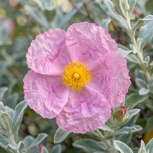 Cistus Albidus Pink Silk Flower Seeds