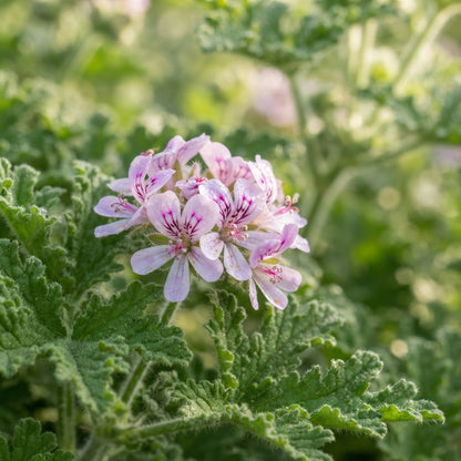 Citronella Geranium Flower Seeds for Planting