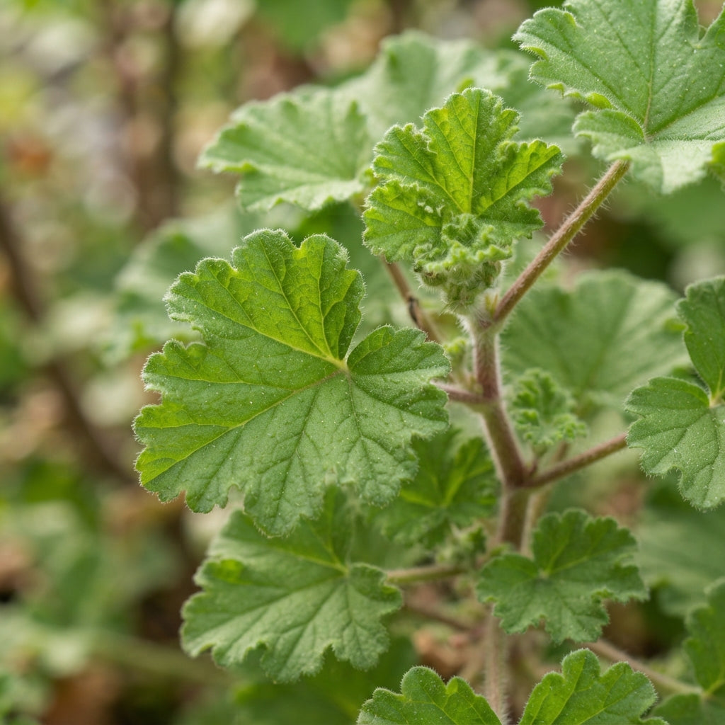 Citronella Geranium Flower Seeds for Planting