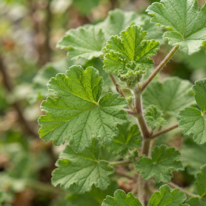Citronella Geranium Flower Seeds for Planting