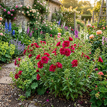 Clarkia Amoena Double Rose Red Seeds