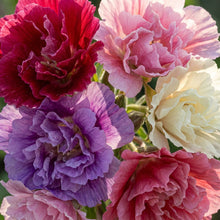 Clarkia Elegans Double Mix Flower Seeds For Planting