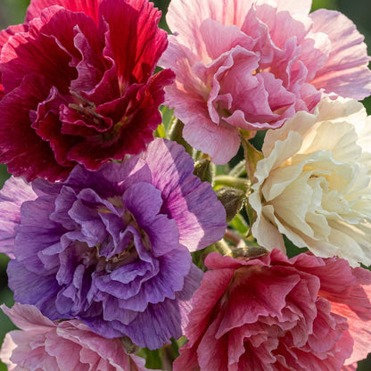 Clarkia Elegans Double Mix Flower Seeds For Planting
