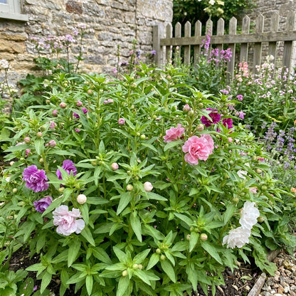 Clarkia Elegans Double Mix Flower Seeds For Planting
