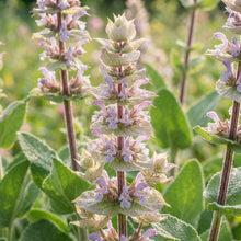 Salvia sclarea (Clary Sage) Seeds for Planting