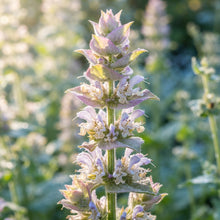 Salvia sclarea (Clary Sage) Seeds for Planting