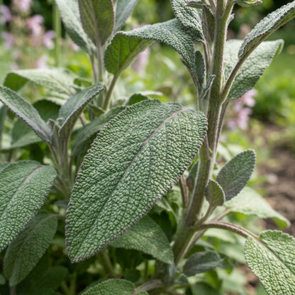 Salvia sclarea (Clary Sage) Seeds for Planting