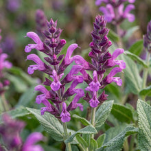 Salvia Amplexicaulis Seeds