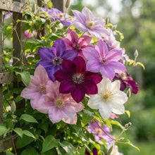 Clematis Creeper Flower Seeds for Planting