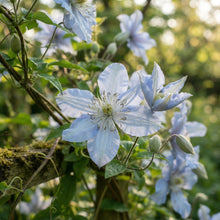 Clematis 'Baby Blue' Flower Seeds for Planting