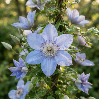 Clematis 'Baby Blue' Flower Seeds for Planting
