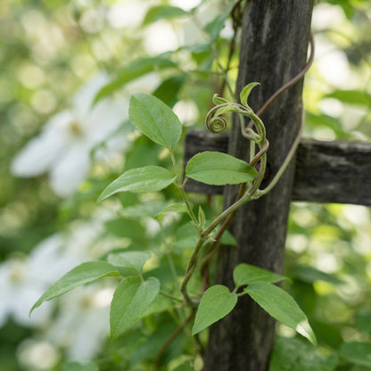 Clematis 'Baby Blue' Flower Seeds for Planting