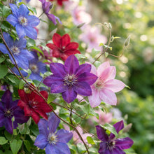 Mixed Blue, Pink, Red and Purple Clematis Seeds for Planting