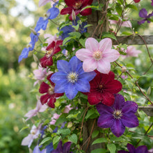 Mixed Blue, Pink, Red and Purple Clematis Seeds for Planting