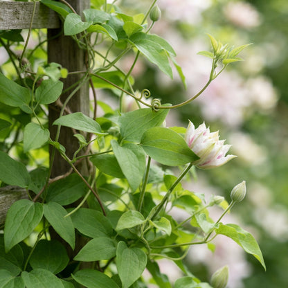 Double White and Pink Clematis Seeds for Planting