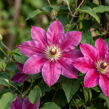 Clematis Magenta Silk Seeds for Garden Planting