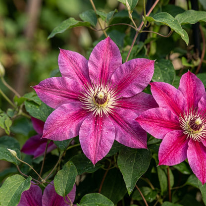 Clematis Magenta Silk Seeds for Garden Planting