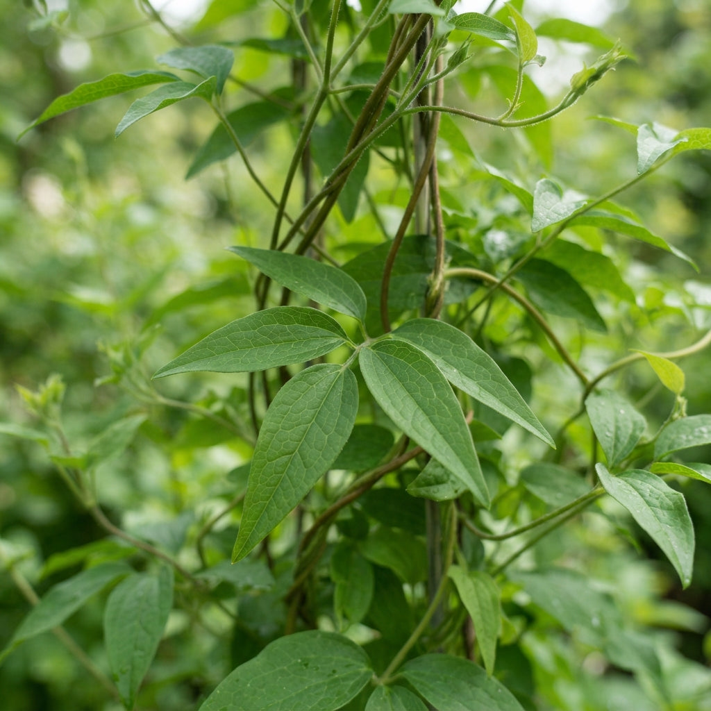 Clematis mandshurica Seeds for Garden Planting