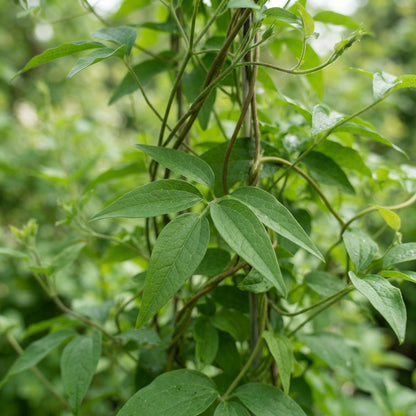 Clematis mandshurica Seeds for Garden Planting