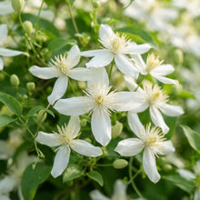 Clematis mandshurica Seeds for Garden Planting