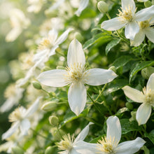 Clematis mandshurica Seeds for Garden Planting