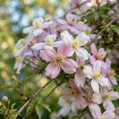Clematis montana Mixed Flower Seeds for Planting